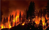 Temperature Extremes and Wildfires